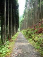 北山杉