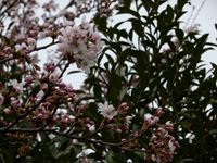 二上山の桜